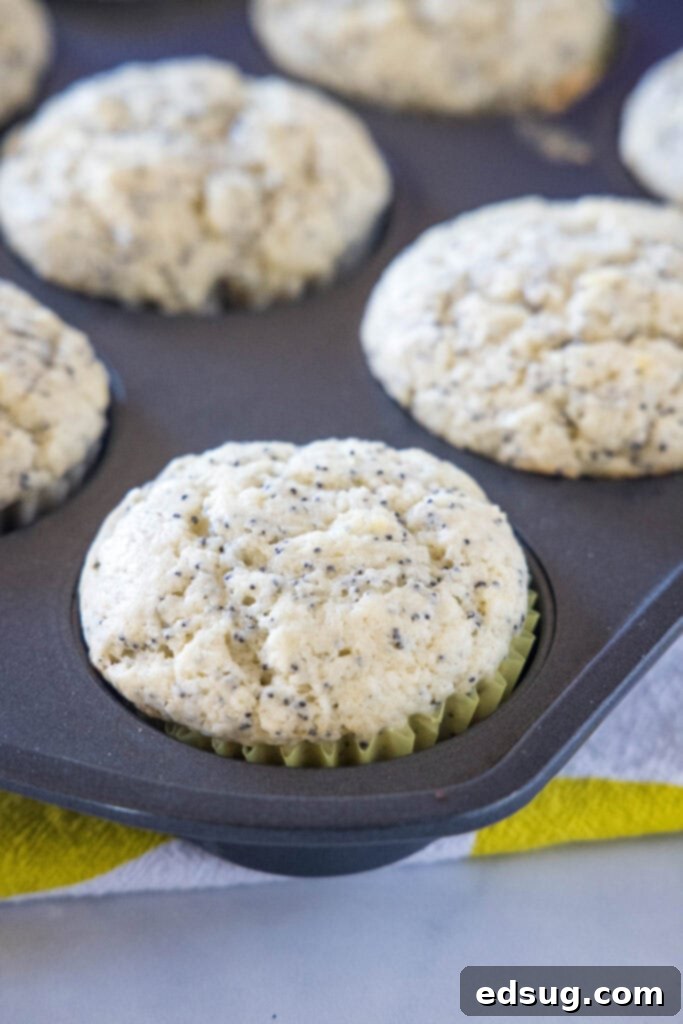 Close up of baked lemon poppy seed muffins in a muffin tin, golden and perfectly risen.