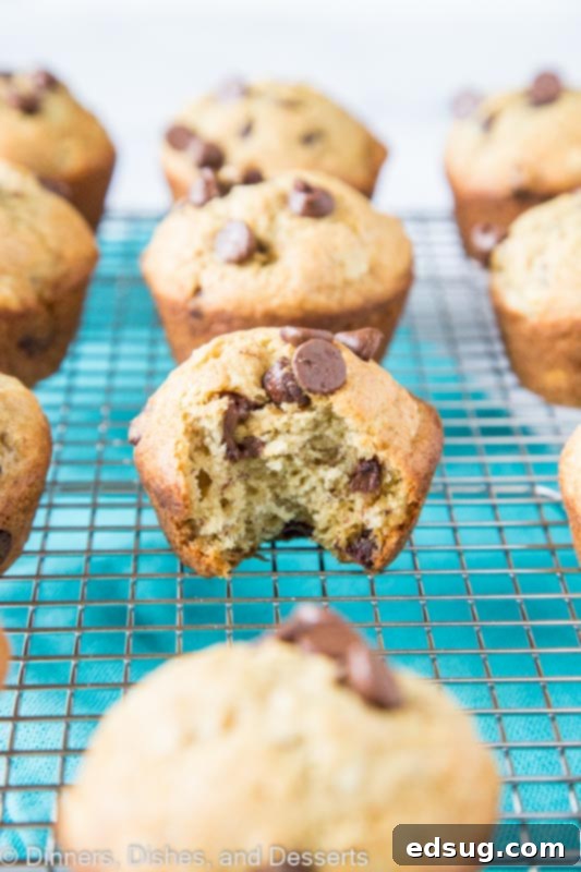A perfectly baked banana chocolate chip muffin with a bite taken out, revealing its moist interior and melted chocolate chips.