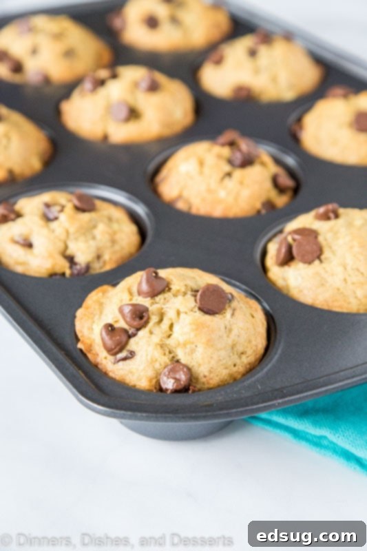 Warm banana chocolate chip muffins in a muffin pan, fresh from the oven, showing their golden tops and tempting chocolate.