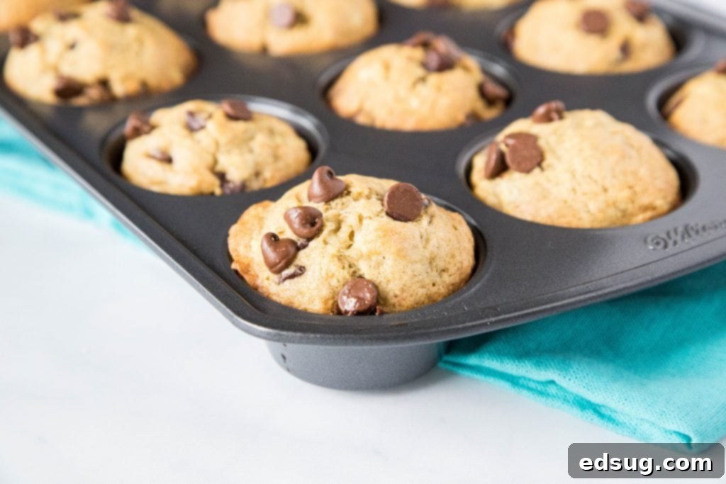 A horizontal shot of many banana chocolate chip muffins, some in liners, some unwrapped, showcasing their golden color and abundance of chocolate.