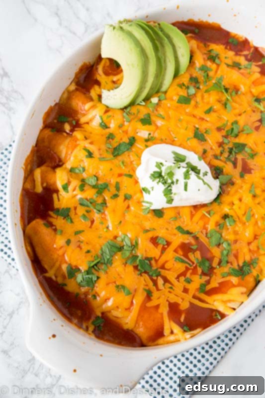 A tray of golden-brown Sour Cream Chicken Enchiladas, garnished with fresh cilantro, ready to be served from a baking dish.
