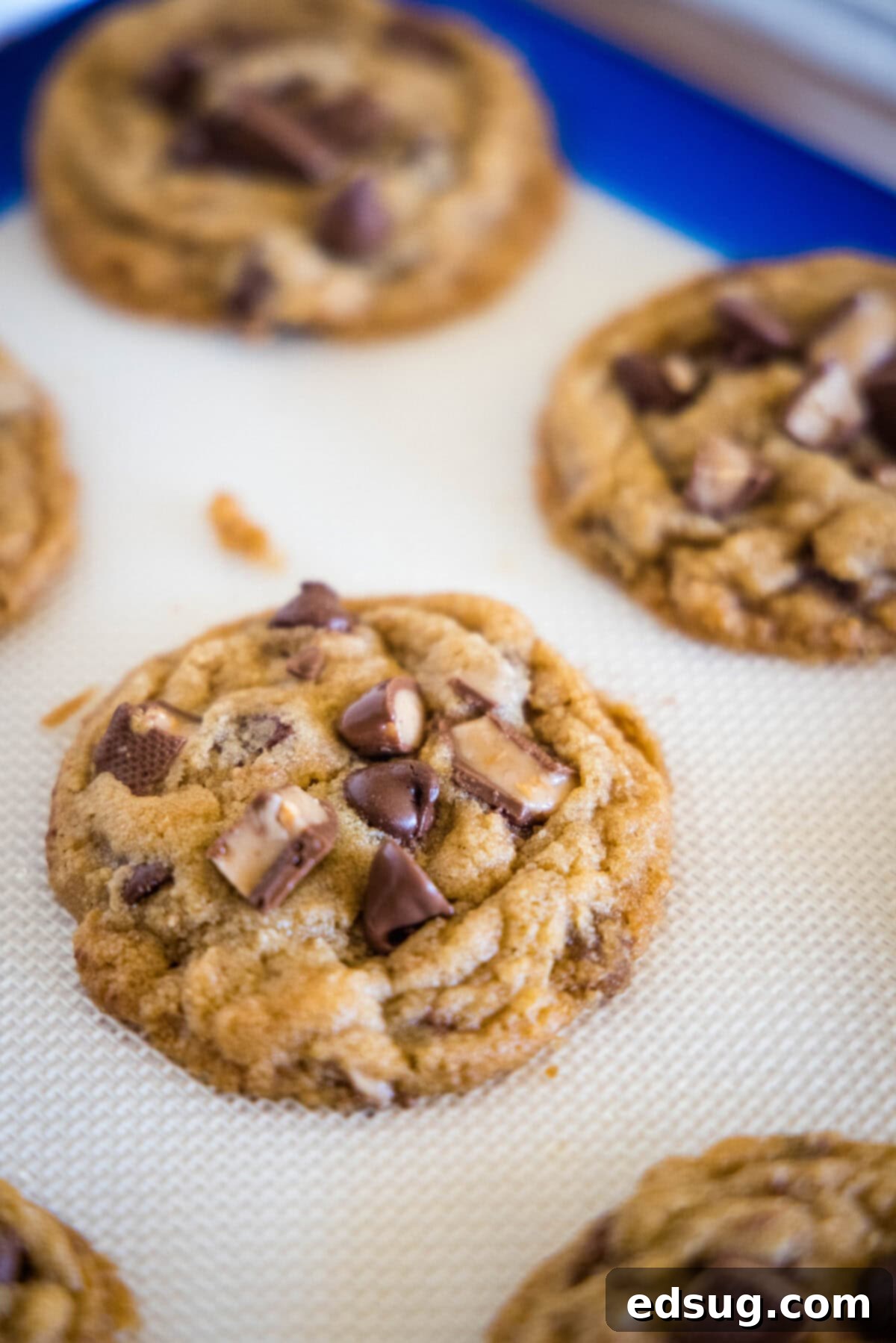 toffee graham cracker cookies fresh out of the oven on a cookie sheet
