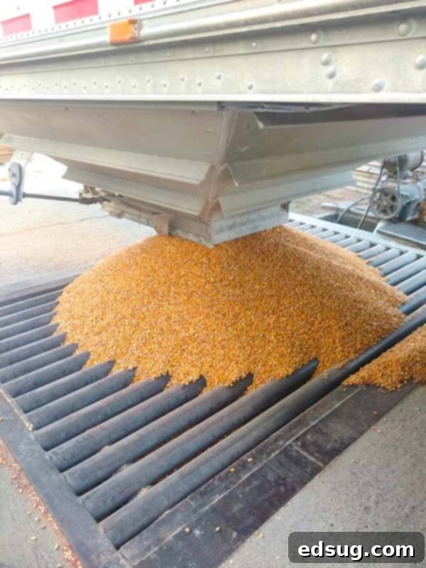 Velvety Slow Cooker Cream Corn 5 IA CornQuest 2016 - processing center