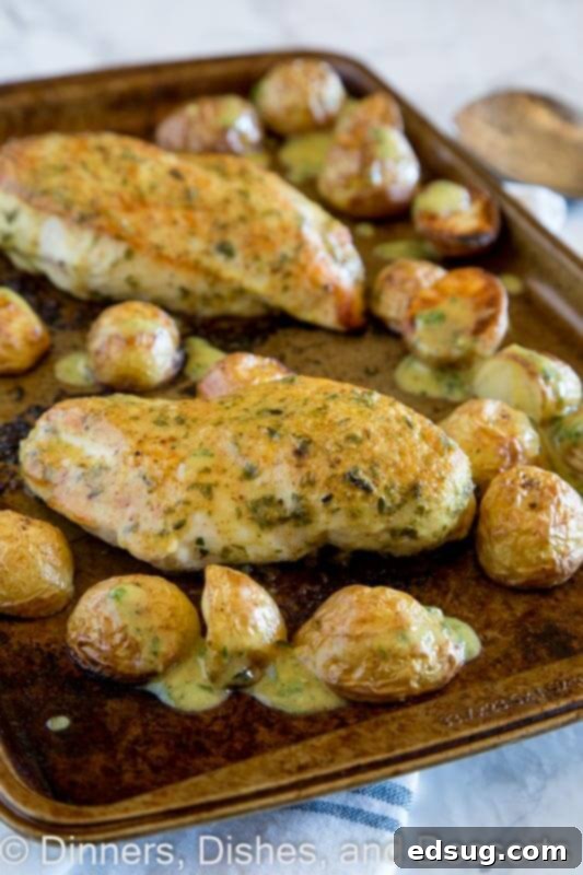 One-Pan Chicken and Potatoes 2 Sheet pan chicken and potatoes fresh out of the oven, on a pan