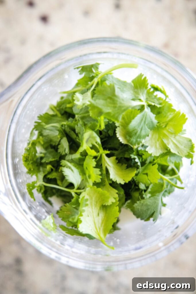 Fresh cilantro leaves ready to be added to a blender for making cilantro lime dressing.