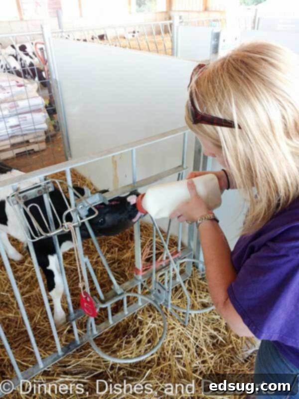 Perfectly Tender Yogurt Chicken 3 A farmer interacts with week-old calves at Clardale Farms, highlighting the care in dairy farming.