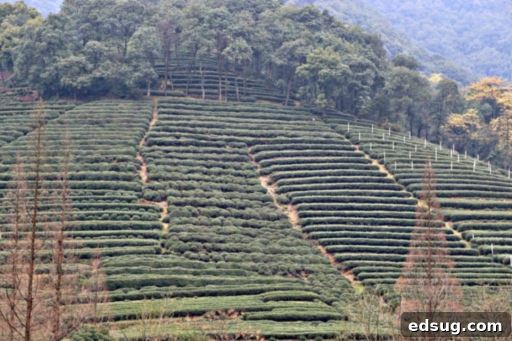 10 Unmissable Shanghai Experiences 7 A large, traditional Chinese-style brick building stands prominently with a majestic mountain range in the background, typical of Hangzhou's scenic beauty.