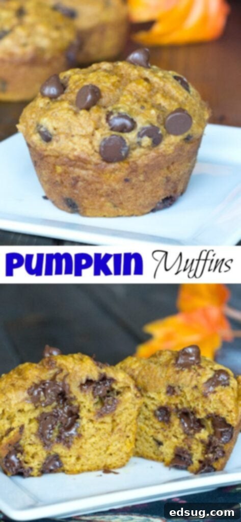 Chocolate Chip Pumpkin Muffins 2 A close-up shot of a single pumpkin chocolate chip muffin, with a blurred background.