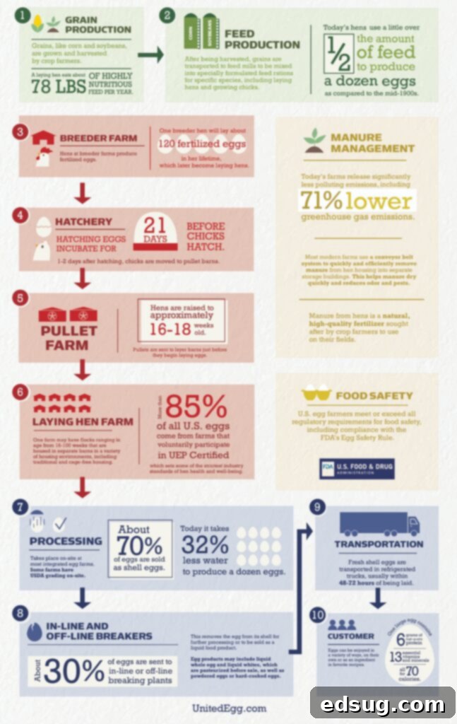 Conscious Egg Cultivation 6 infographic about egg production