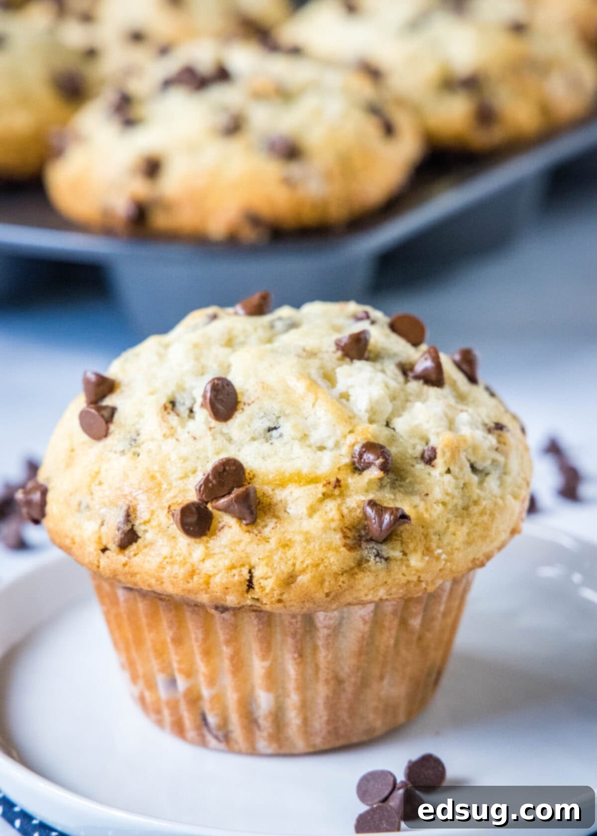 Signature Bakery Chocolate Chip Muffins 7 a single bakery chocolate chip muffin on a white plate, showcasing its domed top and visible chocolate chips