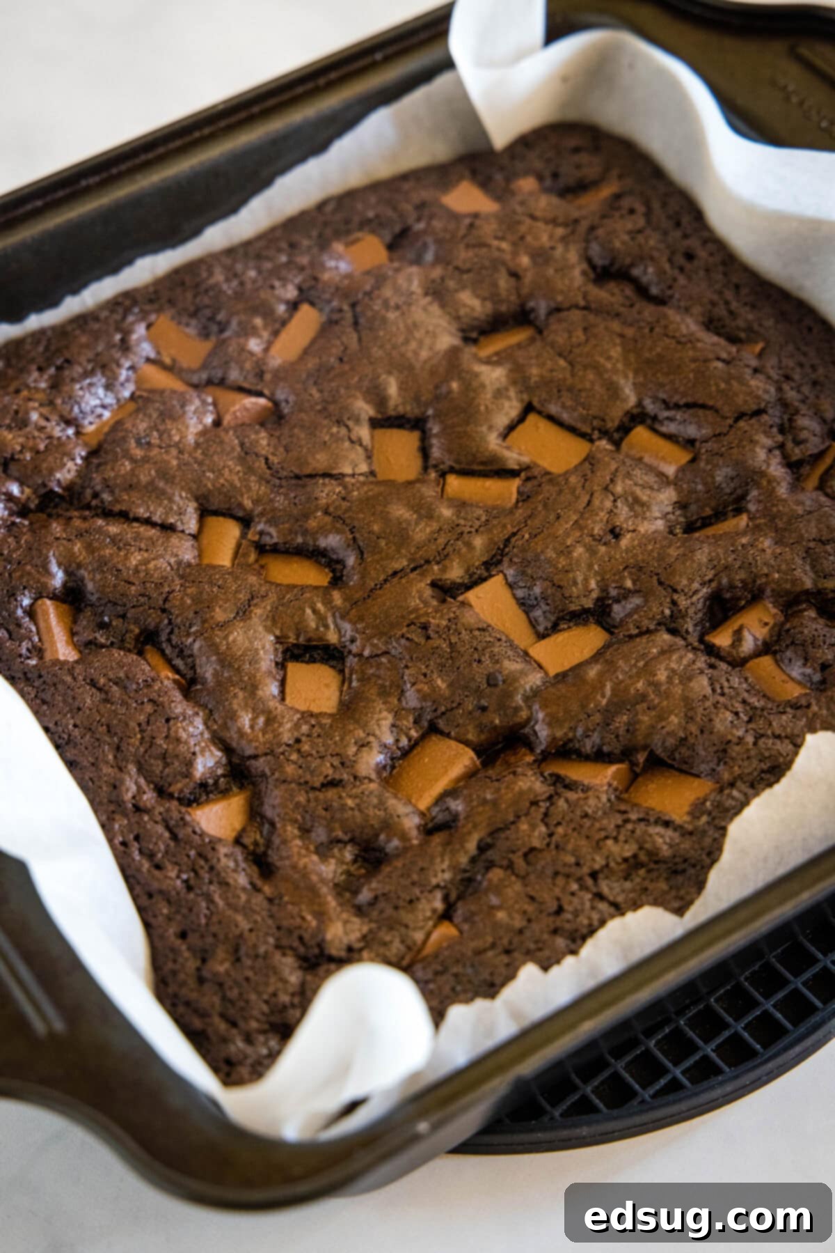 Make thick and chewy, fudgy double chocolate brownies with cocoa powder and chocolate chunks, for loads of melty chocolate in every bite! A close-up view of freshly baked double chocolate brownies in a square pan, showing their perfectly crackly tops and fudgy texture. The edges are set, indicating perfect doneness.