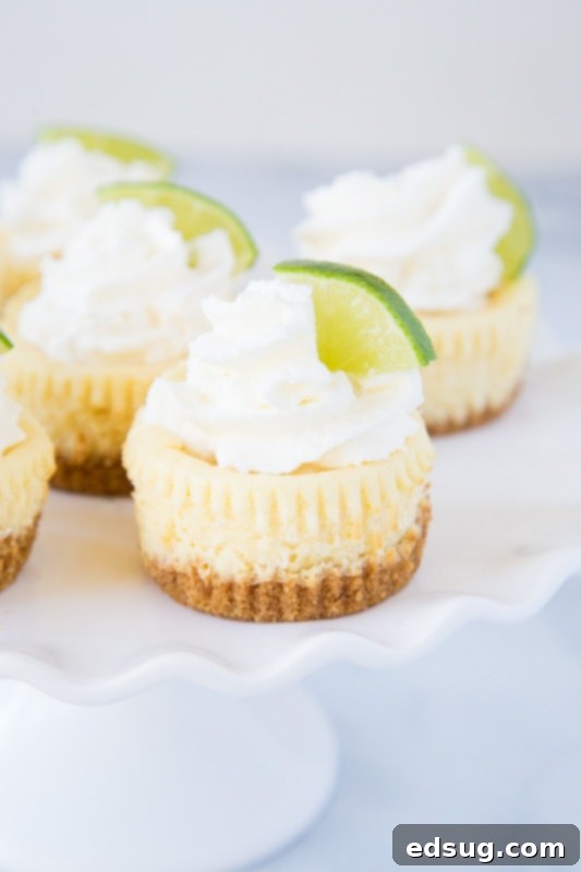 Zesty Key Lime Bites 3 mini key lime cheesecake with graham cracker crust and topped with whipped cream