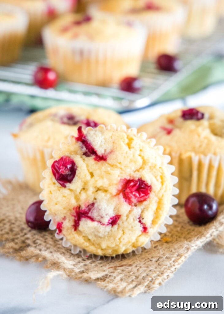 Zesty Cranberry Orange Delights 2 cranberry muffins on a white table
