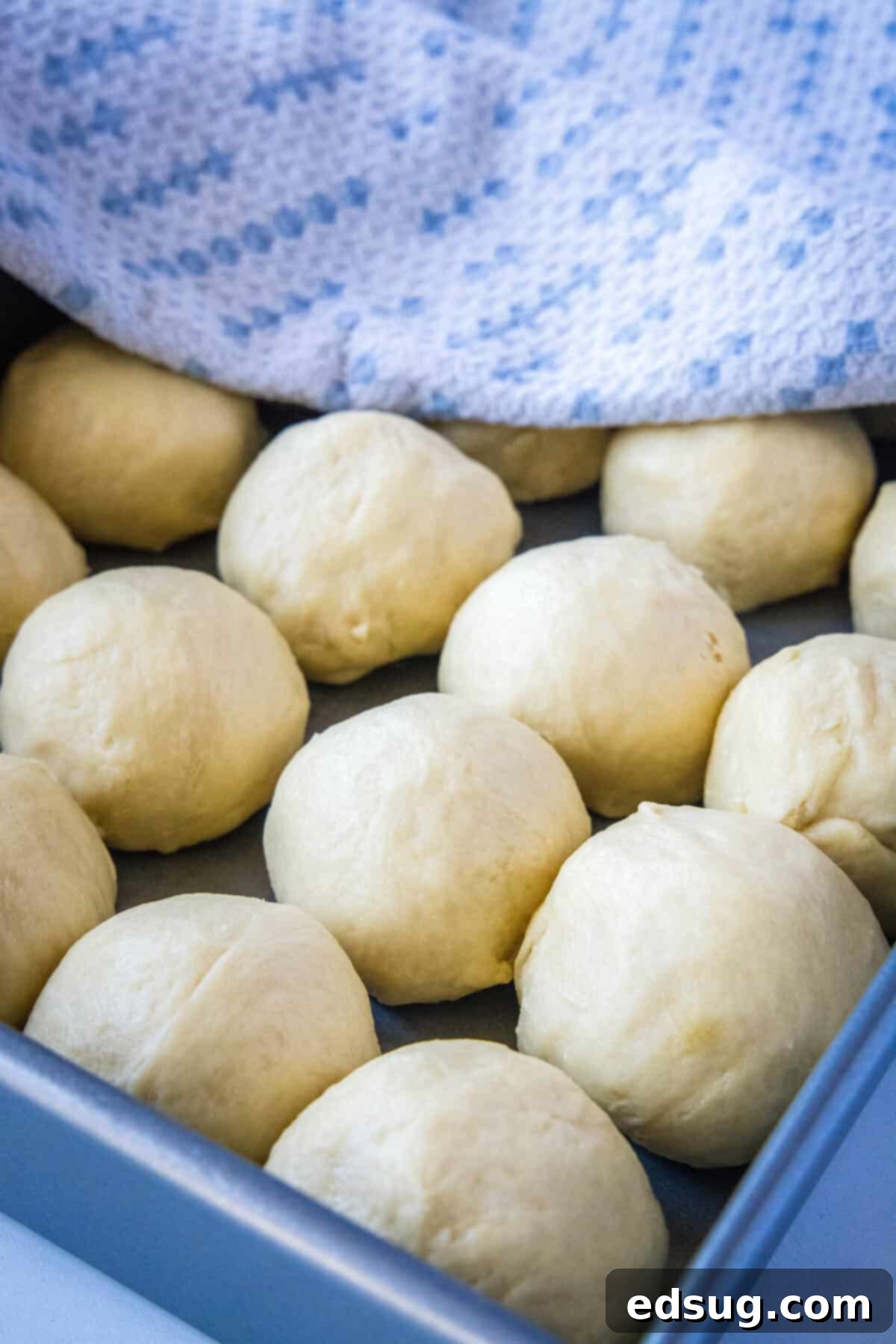shaped rolls in baking tray ready to rise