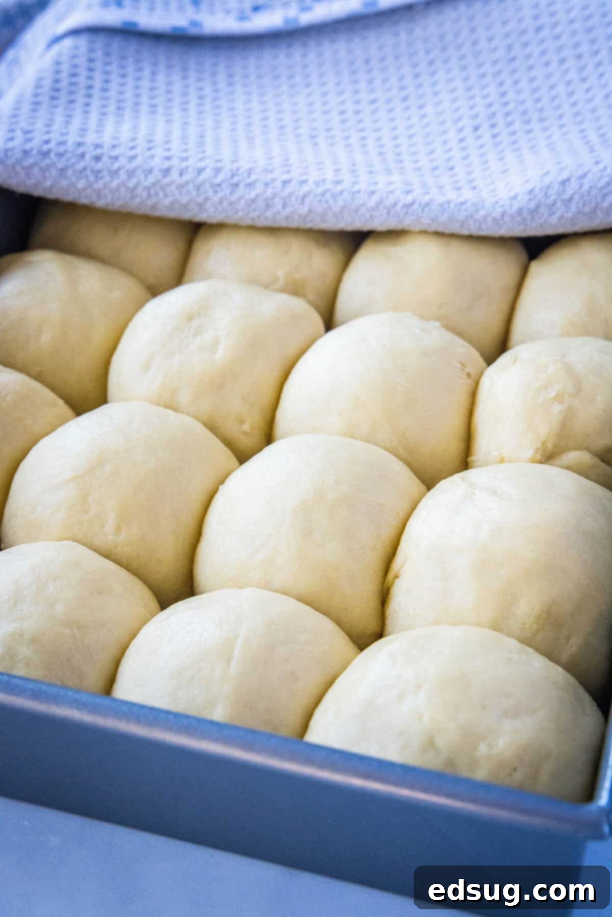 hawaiian rolls after they have risen